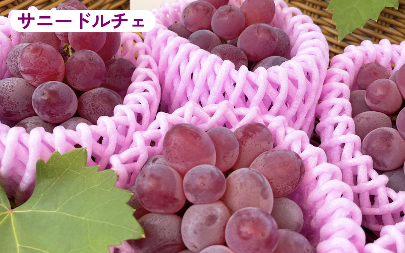 【2025年10月以降順次発送予】農家厳選！採れたてぶどうの詰合せ（品種おまかせ）