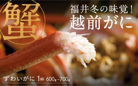 【特別価格期間延長！】【産地直送】福井の冬の王様！越前がに 1杯 (600～700g) 越前がに 1杯 (600～700g)