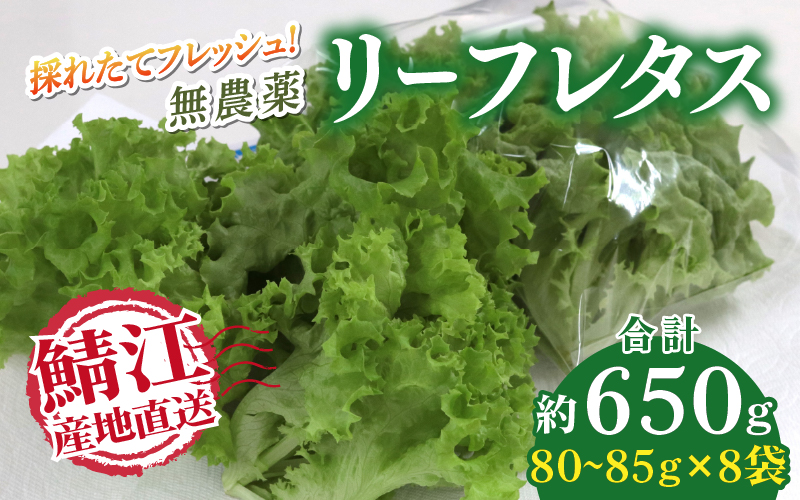 採れたてフレッシュな無農薬リーフレタス 8個入り