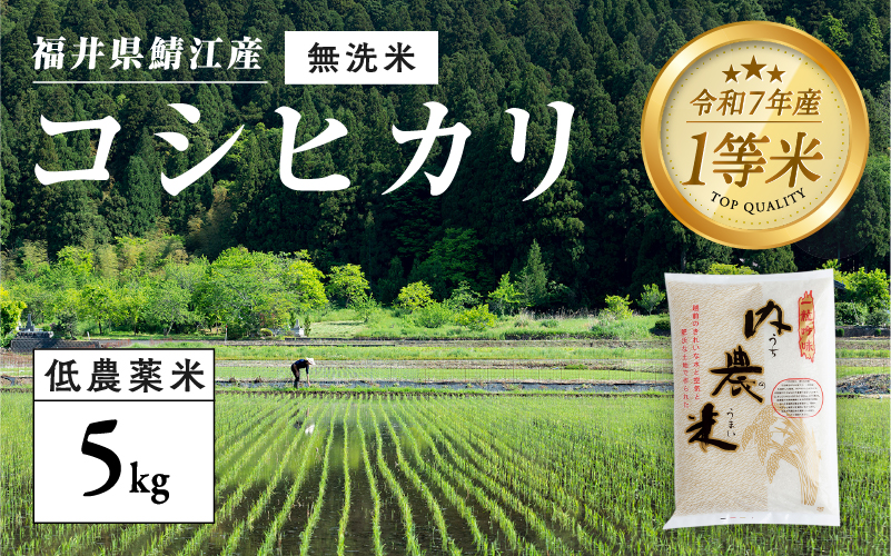 【令和7年産 新米！】福井県産 内農米 コシヒカリ 無洗米 5kg 内農米 コシヒカリ 無洗米 5kg