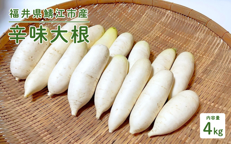 おろしそばに最適! 福井県産 辛味大根 4kg 4kg