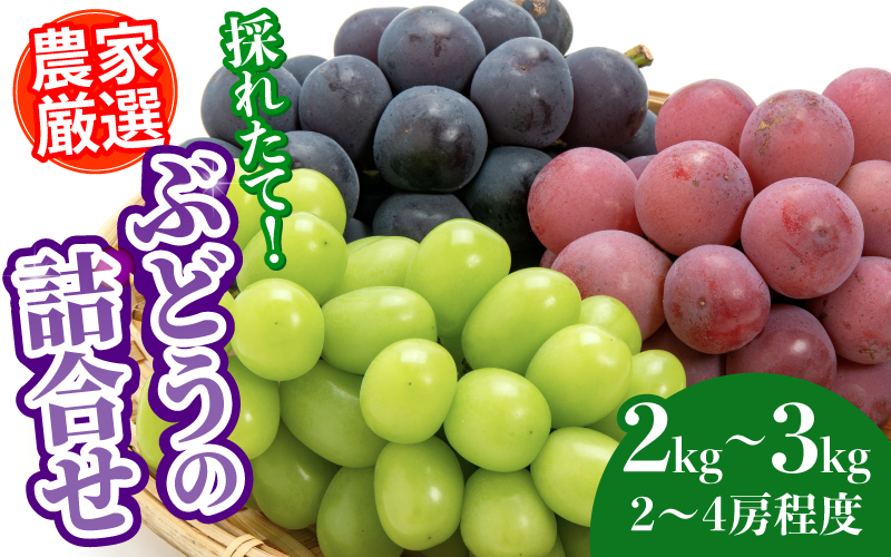 【2025年10月以降順次発送予】農家厳選！採れたてぶどうの詰合せ（品種おまかせ）