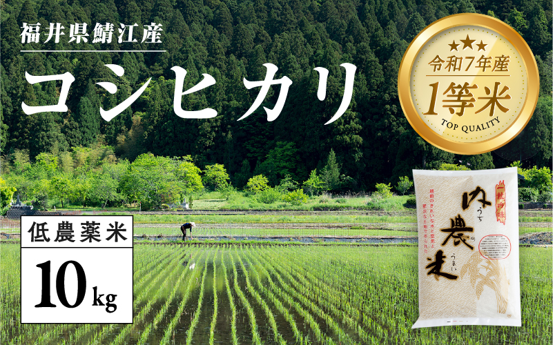 【令和7年産 新米！】福井県産 内農米 コシヒカリ 10kg 内農米 コシヒカリ 10kg