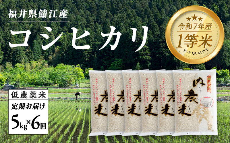 【令和7年産 新米！】【6ヶ月連続お届け】令和7年産 内農米コシヒカリ定期便 5kg × 6回 計30kg 【定期便】 内農米コシヒカリ 5kg × 6回