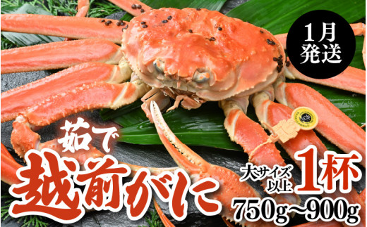 【先行予約】【1月発送限定】茹で越前がに 1杯 750g～900g（大サイズ以上）《新鮮！茹でたてを発送》／ 高級 福井 ブランド ズワイガニ 黄色タグ ボイル 冷蔵 蟹 カニ 期間限定 【最終受付1月28日まで】※2026年1月上旬～2026年1月下旬で発送 [aw002-x003_01]