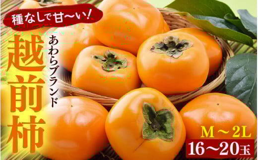 【先行予約】越前柿 16～20玉入 M～2L 《種なしで食べやすく甘い！》 あわらブランド ／ 期間限定 果物 フルーツ 産地直送 旬 お取り寄せ ※2026年10月中旬以降順次発送 [aw003-a006]