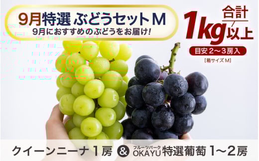 【先行予約】9月特選 ぶどうセットM 1kg以上（2～3房）／ 葡萄 クイーンニーナ 品種 おまかせ あわら 農家おすすめ ※2026年9月より順次発送 [aw007-a004]