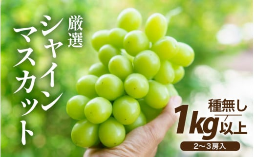 【先行予約】厳選シャインマスカット 1kg以上（2～3房）【種なし】フルーツパークOKAYU ※2026年9月中旬より順次発送 [aw007-a005]