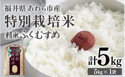 【令和7年産】化学肥料不使用 特別栽培米 ふくむすめ 精米 5kg / 白米 米 福井県あわら市産 美味しい 特別栽培米 減農薬 安心な米 旨味 甘み もっちり 冷蔵保管米 [aw010-a021]