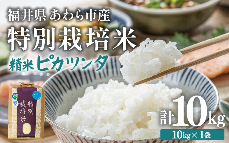 【令和7年産】化学肥料不使用 特別栽培米 ピカツンタ 精米 10kg×1袋 / 白米 米 福井県あわら市産 美味しい 特別栽培米 減農薬 安心な米 旨味 甘み もっちり 冷蔵保管米 [aw010-b009]
