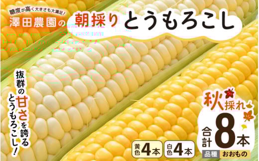 【先行予約】秋とうもろこし 黄色 白色 計8本 おおもの 朝採り ／ 期間限定 数量限定 ハウス栽培 産地直送 甘い ミックス スイートコーン 白い とうもろこし ホワイトコーン 野菜 あわら ※2026年10月10日より順次発送 [aw039-a012]