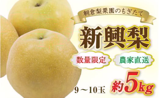 【先行予約】《数量限定》新興梨 9～10玉入 約5kg 歯ごたえ抜群！※2026年10月中旬より順次発送 [aw042-a002]