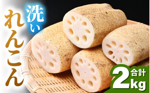 洗いれんこん 2kg 《発送直前に収穫してお届け！》 シャキっとした歯触り！ ／ 有機肥料 低農薬 蓮根 レンコン 野菜 根菜 正月 [aw056-a012]