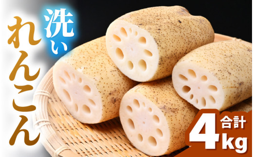 洗いれんこん 4kg 《発送直前に収穫してお届け！》 シャキっとした歯触り！／ 有機肥料 低農薬 蓮根 レンコン 野菜 根菜 正月 [aw056-a013]