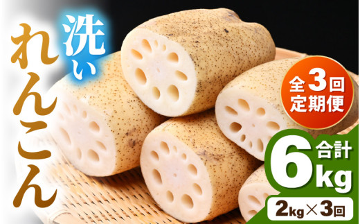 【先行予約】＜定期便3回＞ 洗いれんこん 2kg 《発送直前に収穫してお届け！》 シャキっとした歯触り！／ 有機肥料 低農薬 蓮根 レンコン 野菜 根菜 正月【2026年11月中旬以降順次発送予定】 [aw056-b001]
