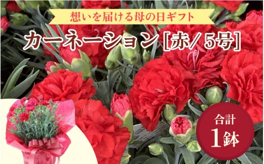 【25セット限定 先行予約】カーネーション 赤 5号 鉢植え 生花 ＜数量限定！想いを届ける母の日ギフト＞ ※2026年5月6日～9日の間にお届け [aw062-a003]