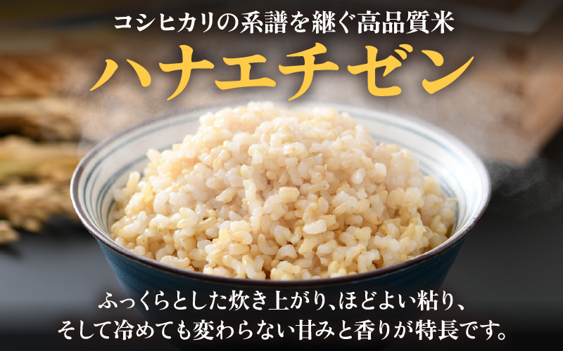 【先行予約】【令和8年産 新米】 エコ栽培ハナエチゼン 玄米10kg （5kg×2袋） ／ 鮮度抜群 福井県産 はなえちぜん ご飯 新鮮 玄米 ※2026年9月上旬以降順次発送予定 [aw063-b009]