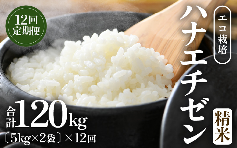 【先行予約】【令和8年産 新米】 定期便≪12ヶ月連続お届け≫エコ栽培ハナエチゼン 精米 10kg×12回（計120kg）／ 鮮度抜群 福井県産 はなえちぜん ご飯 新鮮 白米 ※2026年9月上旬以降順次発送予定 [aw063-o006]