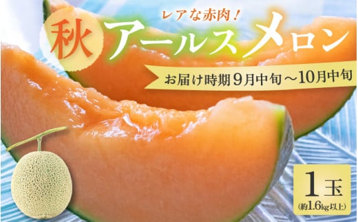 【先行予約】【赤肉】秋 アールスメロン 1玉（約1.6kg以上） 高級メロン！ ／ マスクメロン 大玉 果物 フルーツ 夏 ギフト 農家直送 ※2026年9月中旬以降発送 [aw065-a010]