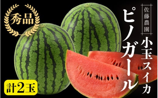 【先行予約】佐藤農園の小玉スイカ ピノガール 2玉（計3kg以上）／福井県 あわら市 フルーツ 夏 果物 西瓜  秀品 農家直送 有機肥料 低農薬 佐藤農園　※2026年6月上旬より順次発送予定 [aw069-a008]