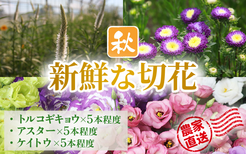 【先行予約】花農家直送 新鮮な切花【秋】 / 生花 お花 旬の花束 豊かな生活 花のある生活 15本程度 2種 季節 花 ※2026年9月中旬以降発送予定 [aw099-a003]