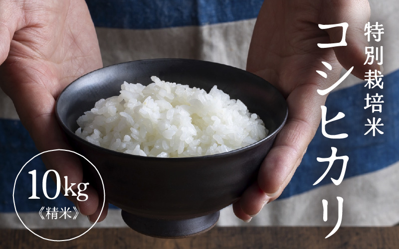 令和7年産 特別栽培米 コシヒカリ 精米 10kg×1袋（計10kg） [aw121-b003]