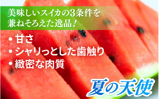 【先行予約】大玉スイカ「夏の天使」 1玉入 （L～2L ）抜群の糖度で甘い！／ 期間限定 果物 フルーツ 西瓜 産地直送 ※2026年7月中旬より順次発送 [aw003-a002]