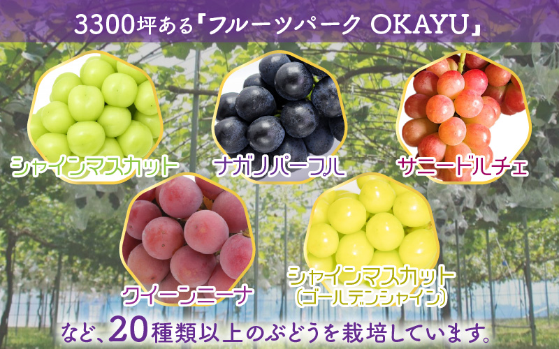 【先行予約】8月特選 ぶどうセットL 1.7kg以上（3～4房）／ 葡萄 シャインマスカット シャイン 品種 おまかせ あわら 農家おすすめ ※2026年8月より順次発送 [aw007-b002]