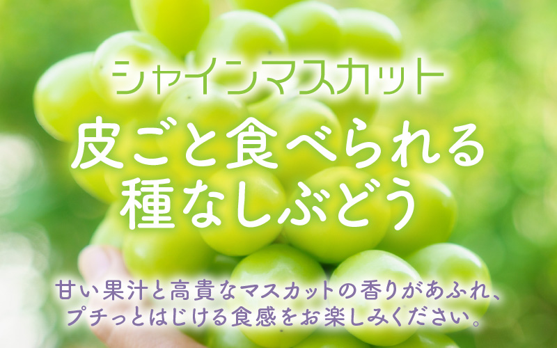 【先行予約】厳選シャインマスカット 1.7kg以上（3～4房）【種なし】フルーツパークOKAYU ※2026年9月中旬より順次発送 [aw007-b004]