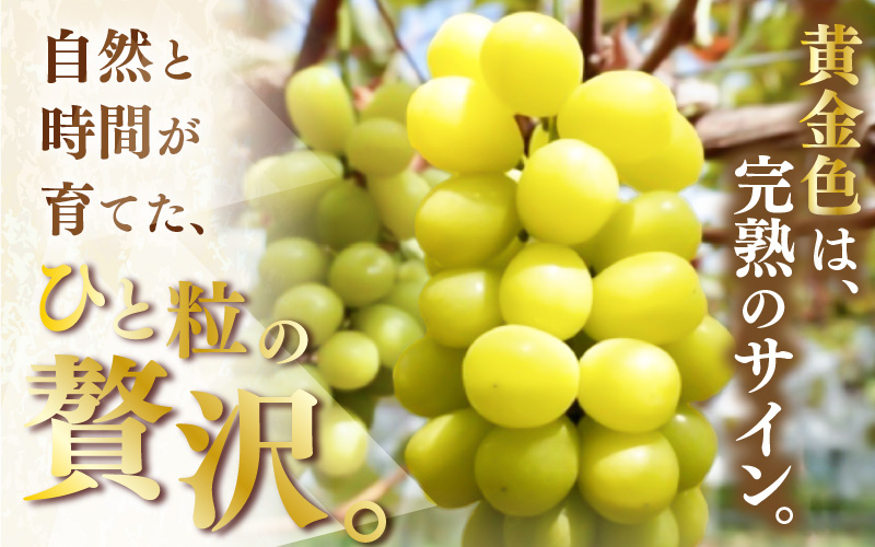 【先行予約】【訳あり】＜全3回定期便＞特選 ぶどうセットM（8月・9月・10月）1kg以上（各月2～3房）／ 葡萄 ナガノパープル シャインマスカット ゴールデン シャイン 品種 おまかせ あわら 農家おすすめ ※2026年8月より順次発送 [aw007-d001]