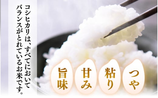 【令和7年産】 化学肥料不使用コシヒカリ 精米 4kg(1kg×4パック）【真空パック】 / 白米 米 福井県あわら市産 美味しい 特別栽培米 減農薬 安心な米 旨味 甘み もっちり エコファーマー こしひかり 冷蔵保管米 [aw010-a029]