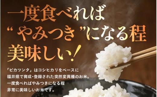 【令和7年産】化学肥料不使用 特別栽培米 ピカツンタ 精米 5kg / 白米 米 福井県あわら市産 美味しい 特別栽培米 減農薬 安心な米 旨味 甘み もっちり 冷蔵保管米 [aw010-a015]
