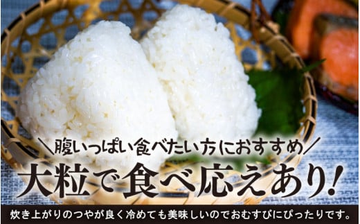 【令和7年産】化学肥料不使用 特別栽培米 虹のきらめき 精米 5kg / 白米 米 福井県あわら市産 美味しい 特別栽培米 減農薬 安心な米 旨味 甘み もっちり 冷蔵保管米 [aw010-a017]