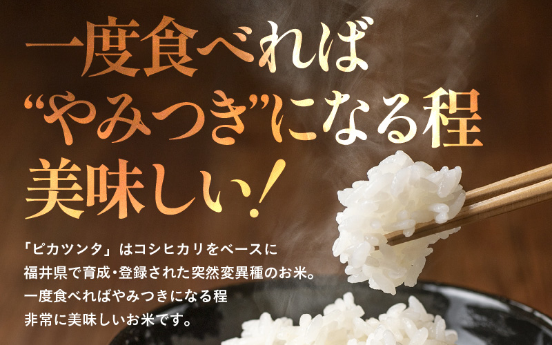 【令和7年産】化学肥料不使用 特別栽培米 ピカツンタ 精米 10kg×1袋 / 白米 米 福井県あわら市産 美味しい 特別栽培米 減農薬 安心な米 旨味 甘み もっちり 冷蔵保管米 [aw010-b009]