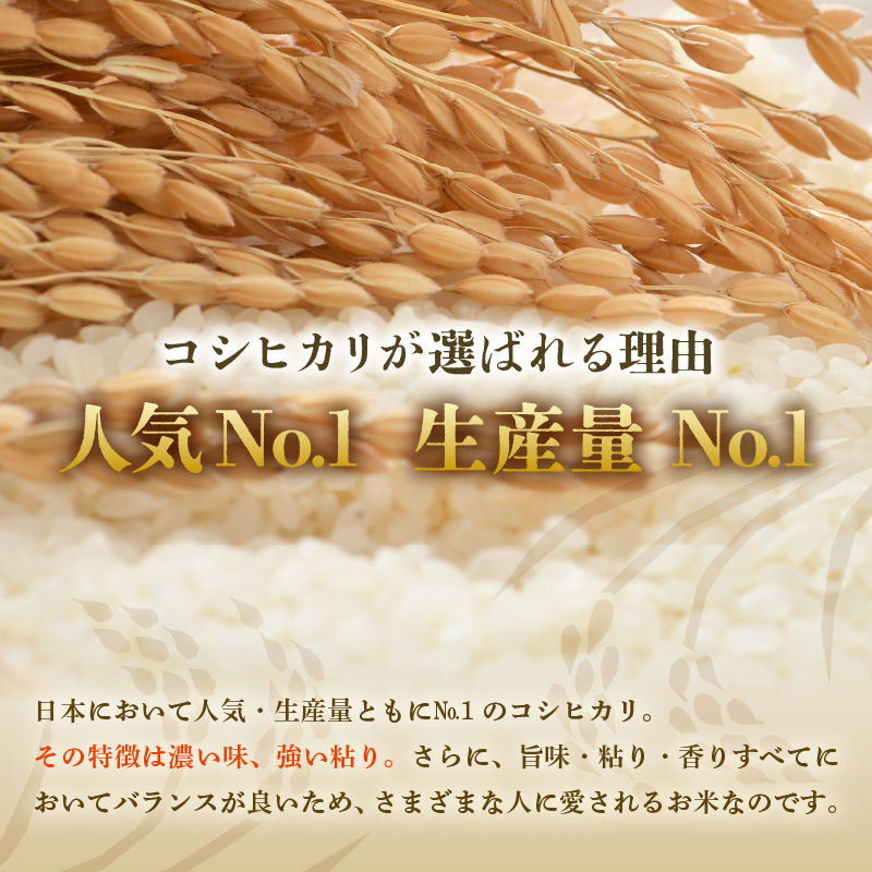 【令和7年産・新米】【一等米】いっちょらい 精米 5kg ／ 福井県産 ブランド米 ご飯 白米 お米 コメ 新鮮 大賞 受賞 新米 福井県あわら産 [aw012-a020]