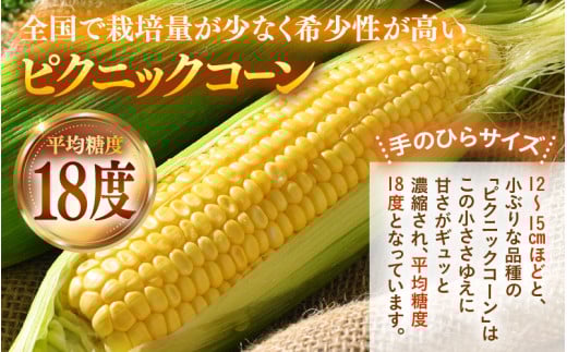 【先行予約】朝採り ピクニックコーン 黄色 10本入《生でも食べれる！希少品》 ／ 野菜 とうもろこし スイートコーン ※2026年6月上旬以降順次発送 [aw028-a007]