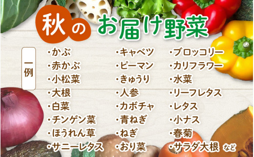 【先行予約】農家直送 秋野菜セット 1箱 7品目以上 《元気に育った新鮮野菜！》※2026年10月下旬以降発送 [aw028-a010]