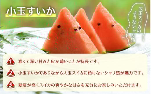 【先行予約】日を分けて2度楽しめる！小玉すいか・おすすめメロン 2種セット(2玉入)  / 期間限定 果物 フルーツ 産地直送 青肉 赤肉 スイカ 小玉スイカ 人気 ※2026年6月下旬より順次発送 [aw039-a004]