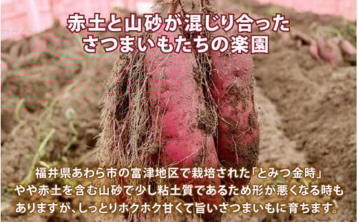 【先行予約】さつまいも とみつ金時 3kg（S～Lサイズ）あわら産 熟成 ／ 焼き芋 スイートポテト 農家直送 期間限定 野菜 常備【2025年12月中旬以降順次発送予定】 [aw041-a002]