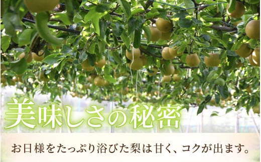 【先行予約】《数量限定》新興梨 9～10玉入 約5kg 歯ごたえ抜群！※2026年10月中旬より順次発送 [aw042-a002]