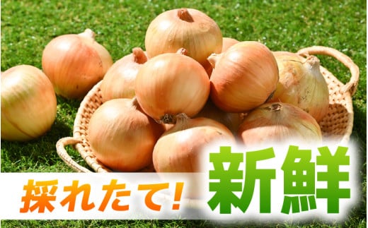 【先行予約】採れたて 新玉ねぎ 5kg（サイズ S M L ミックス）田んぼで育てた甘くて柔らか自慢の玉ねぎ！※2026年6月以降順次発送予定  ／ 野菜 万能 料理 常備 玉葱 BBQ たまねぎ 玉ネギ 甘い [aw056-a019]