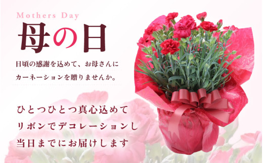【25セット限定 先行予約】カーネーション 赤 5号 鉢植え 生花 ＜数量限定！想いを届ける母の日ギフト＞ ※2026年5月6日～9日の間にお届け [aw062-a003]