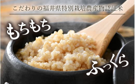 【先行予約】【令和8年産 新米】 ミルキークイーン 玄米 5kg 特別栽培米 農薬不使用 化学肥料不使用 ／ 高品質 鮮度抜群 福井県産 ブランド米 ※2026年10月上旬以降順次発送 [aw063-a007]