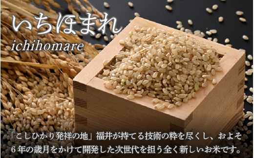 【令和7年産・新米】いちほまれ 玄米 5kg×1袋《新鮮な高品質米をお届け！》／ 福井県産 ブランド米 ご飯 [aw064-a014]
