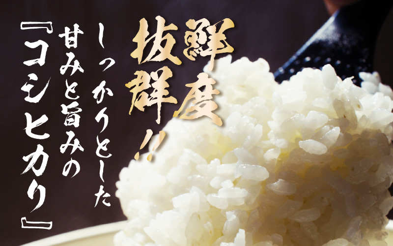 【令和7年産】コシヒカリ 精米 10kg×1袋 《お米マイスターが発送直前に精米！》／ 米 お米 10キロ 福井県産 ブランド米 ご飯 白米 新鮮 [aw064-b009]
