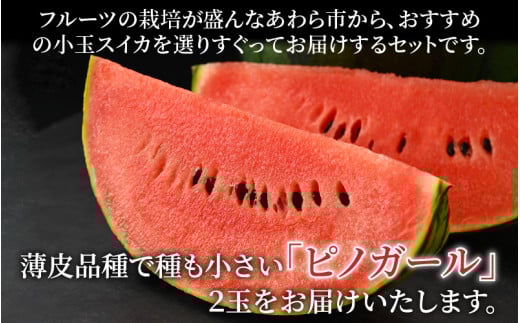 【先行予約】佐藤農園の小玉スイカ ピノガール 2玉（計3kg以上）／福井県 あわら市 フルーツ 夏 果物 西瓜  秀品 農家直送 有機肥料 低農薬 佐藤農園　※2026年6月上旬より順次発送予定 [aw069-a008]