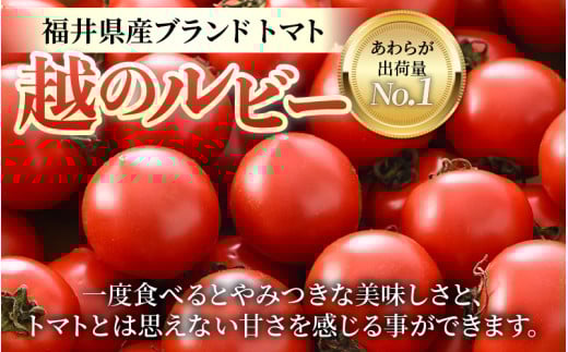 【先行予約】ミディトマト 越のルビー パック入り 約1kg 5パック（4パック＋品質補償1パック） / 福井県産 ブランド トマト 福井県産ブランドトマト 農家直送 有機肥料 低農薬 完熟 甘い ※2026年9月下旬より順次発送 [aw069-a009]
