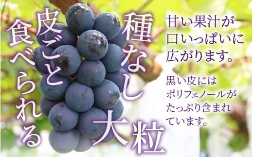 【先行予約】【種なし】上野梨園のナガノパープル 約1kg 【朝採れ】【秀品】農園直送【上野の葡萄】 / ぶどう フルーツ 果物 くだもの 贈答 お土産 種なし 旬 皮ごと食べる ポリフェノール 美容 レスベラトロール ぶどう狩り 巨峰  甘い 大粒 新鮮 濃厚 ※2026年8月下旬より順次発送 [aw077-a015]