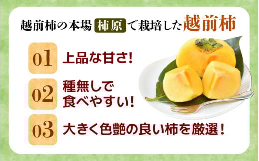 【先行予約】【種なし】 甘い！越前柿12個入り 脱渋済み 本場柿原郷で収穫 ※2026年10月中旬以降順次発送予定 [aw082-a001]
