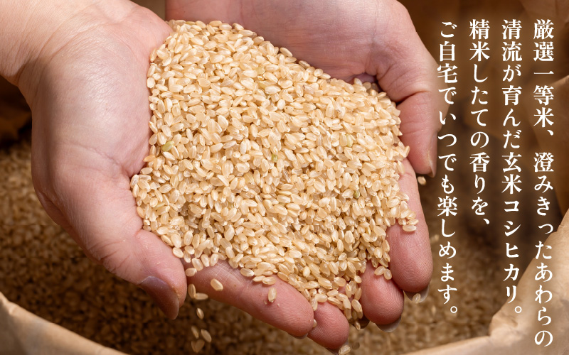 【先行予約】【令和8年産】コシヒカリ 玄米 20kg / 米 こしひかり コシヒカリ 福井県 一等米 玄米 あわら市 福井県 コスパ ※2026年9月下旬より順次発送予定 [aw096-d003]